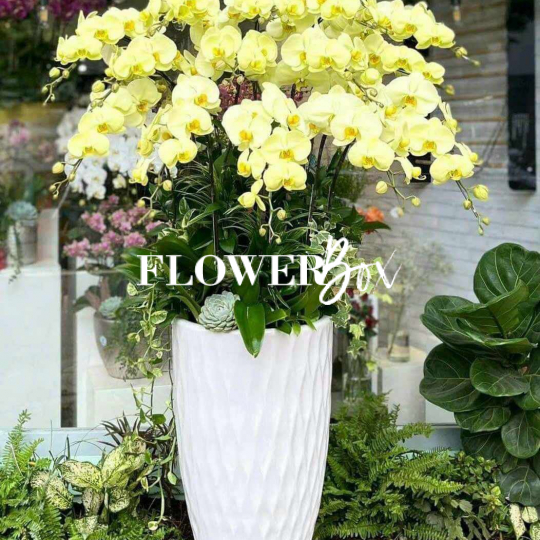 HD031 - Chậu hồ điệp 14 cành