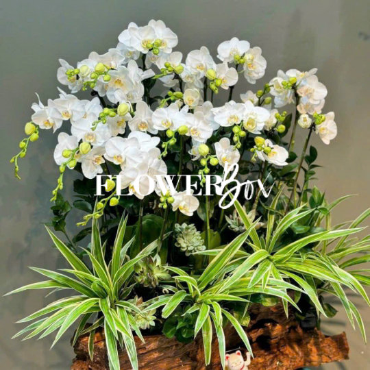 HDN019-CHẬU LAN HD NHÍ 15 CÀNH