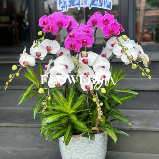 HD038 - Chậu hồ điệp 7 cành