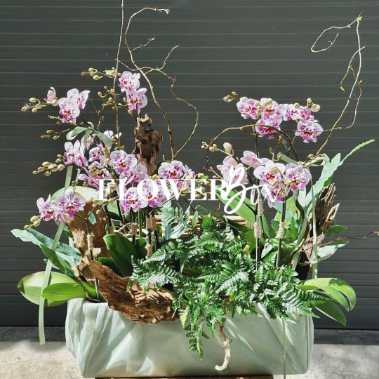 HDN027-CHẬU LAN HD NHÍ 11 CÀNH