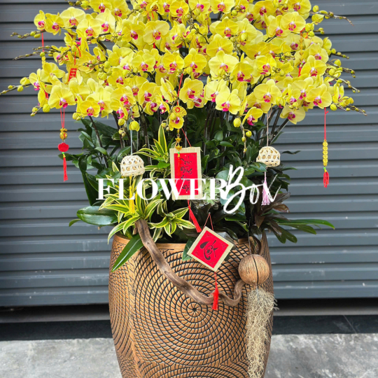 HD041 - Chậu hồ điệp 45 cành