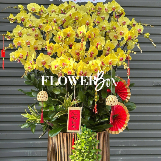 HD036 - Chậu hồ điệp 33 cành