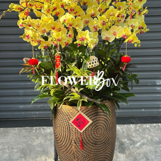 HD049 - Chậu hồ điệp 24 cành