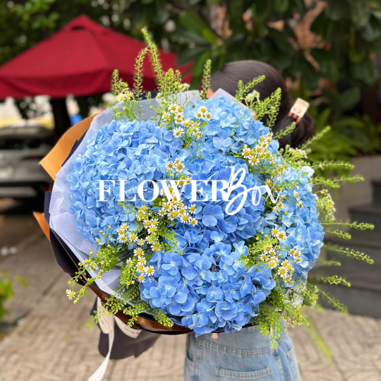 HB067 - CẨM TÚ CẦU NK