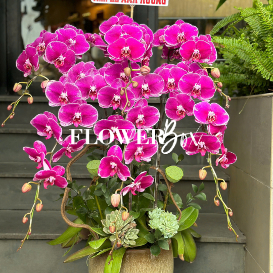 HD037 - Chậu hồ điệp 6 cành