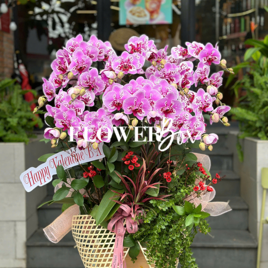 HD046 - Chậu hồ điệp 14 cành