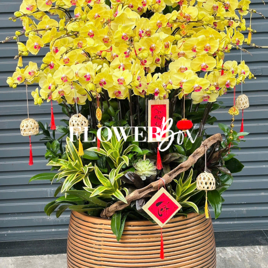 HD048 - Chậu hồ điệp 45 cành