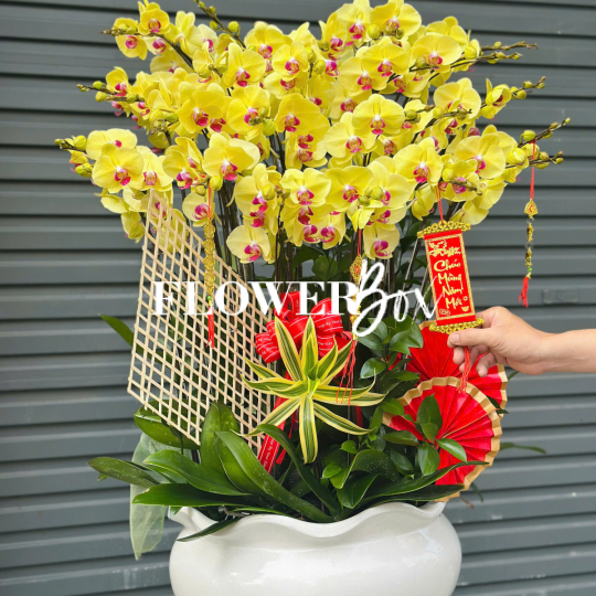 HD040 - Chậu hồ điệp 20 cành