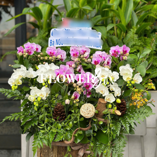 HDN021-CHẬU LAN HD NHÍ 13 CÀNH