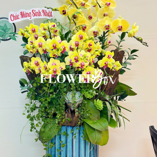 HDN023-CHẬU LAN HD NHÍ 16 CÀNH
