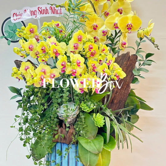 HD043 - Chậu hồ điệp Tiểu Cảnh