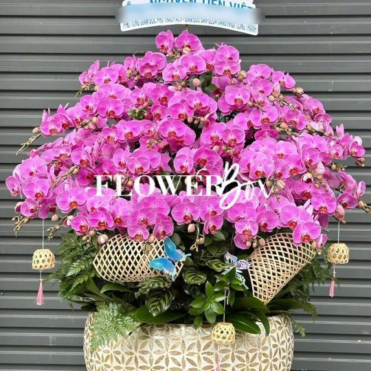 HD055 - Chậu Khảm Trai 43 cành