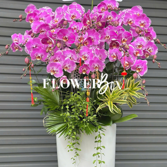 HD042 - Chậu hồ điệp 17 cành