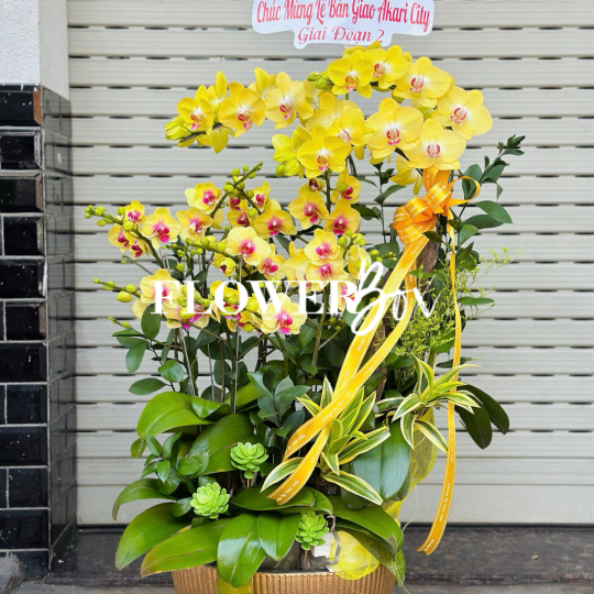 HDN025-CHẬU LAN HD NHÍ 11 CÀNH