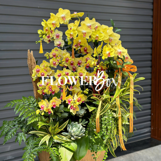HD044 - Chậu HD tiểu cảnh