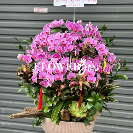 HD045 - Chậu hồ điệp Tiểu Cảnh 