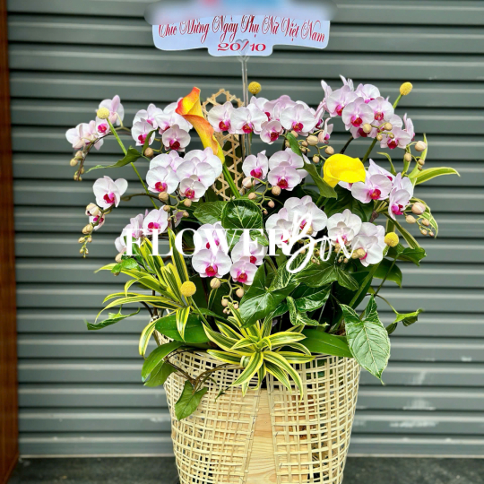 HD047 - Chậu hồ điệp Tiểu Cảnh