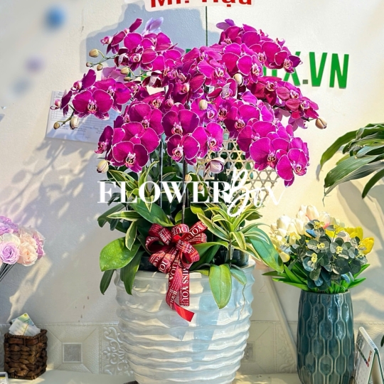 HD036 - Chậu hồ điệp 33 cành