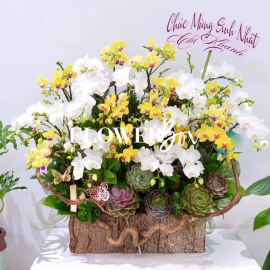 HDN028-CHẬU LAN HD NHÍ 24 CÀNH