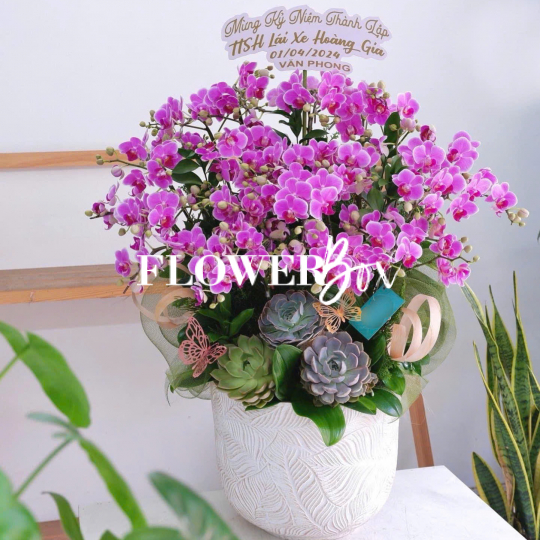 HDN020-CHẬU LAN HD NHÍ  20 CÀNH