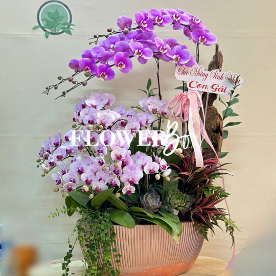 HDN030-CHẬU LAN HD NHÍ 15 CÀNH