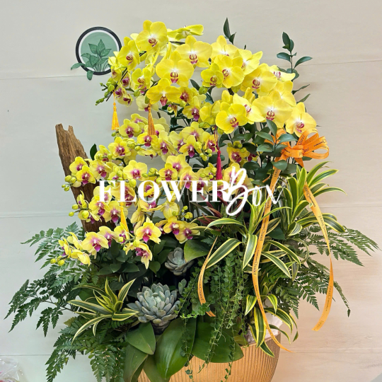 HDN031-CHẬU LAN HD NHÍ 18 CÀNH