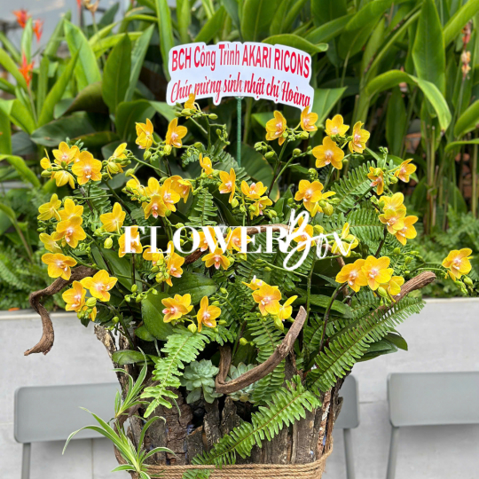 HDN034-CHẬU LAN HD NHÍ 20 CÀNH