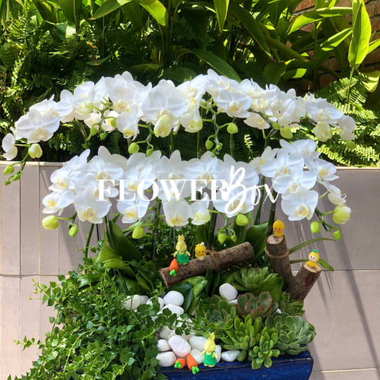 HDN032-CHẬU LAN HD NHÍ 10 CÀNH
