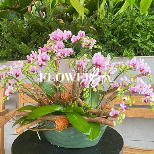 HDN001-CHẬU LAN HD NHÍ 9 CÀNH