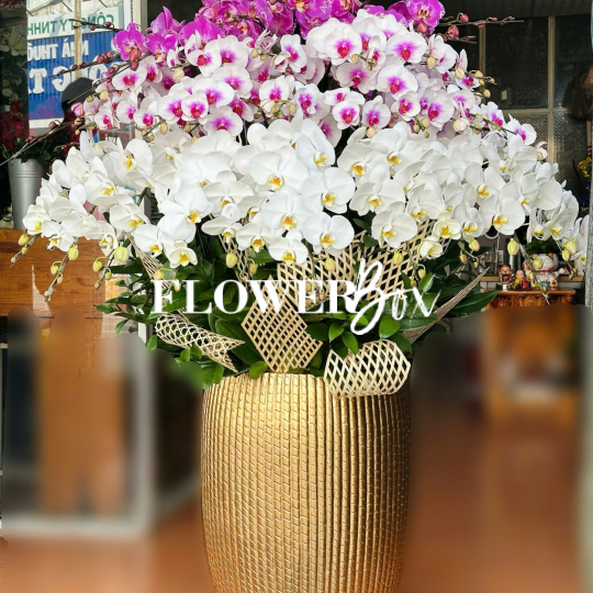 HD023 - Chậu hồ điệp 36 cành