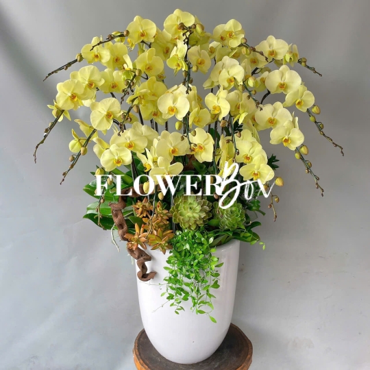 HD003 - Chậu lan 25 cành
