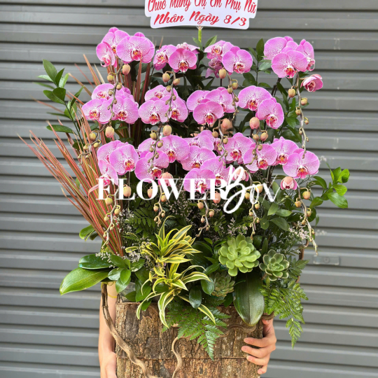 HDN036-CHẬU LAN HD NHÍ 13 CÀNH