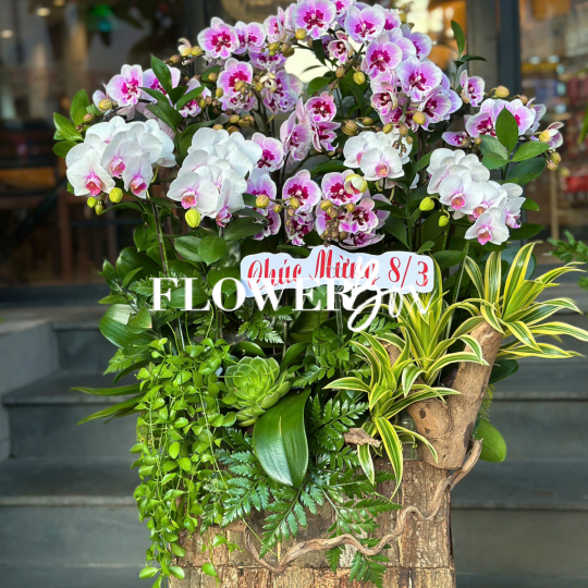 HDN037-CHẬU LAN HD NHÍ 15 CÀNH