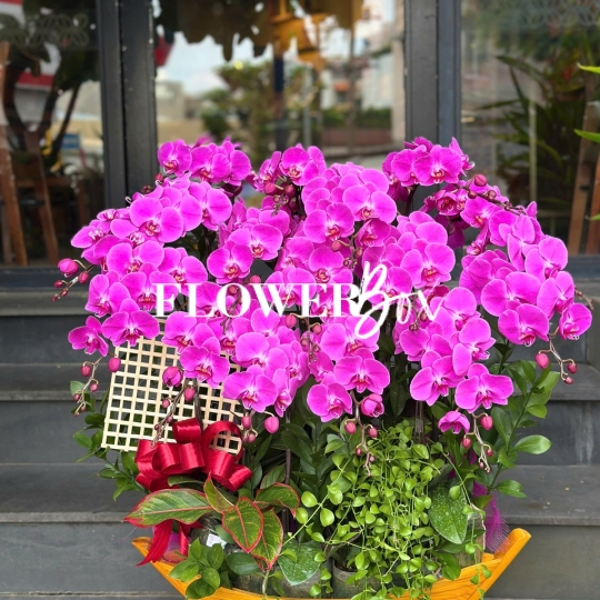 HD047 - Chậu hồ điệp Tiểu Cảnh