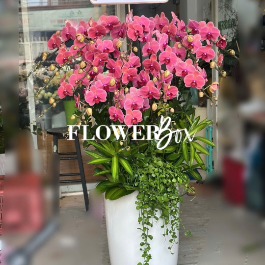 HD018 - Chậu hồ điệp 9 cành
