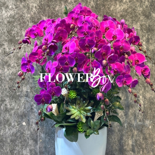 HD020 - Chậu hồ điệp 36 cành