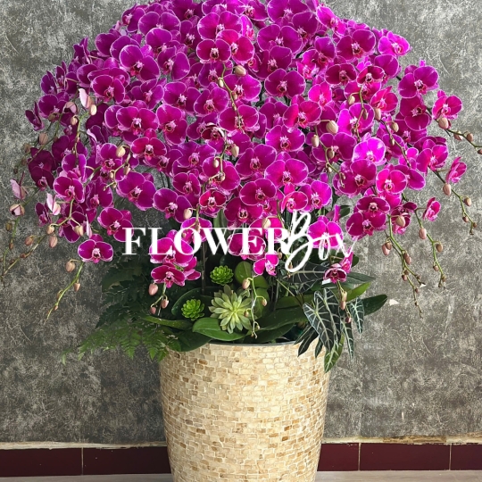 HD055 - Chậu Khảm Trai 43 cành