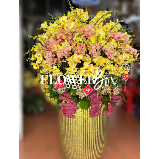 HD016 - Chậu hồ điệp 45 cành