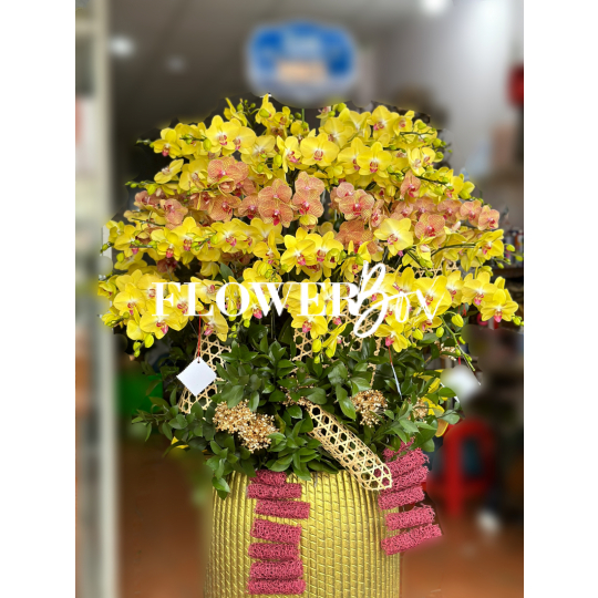 HD016 - Chậu hồ điệp 45 cành
