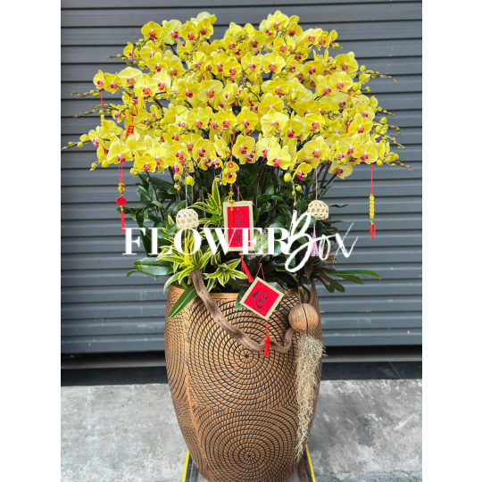 HD041 - Chậu hồ điệp 45 cành
