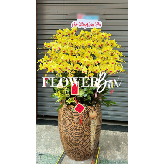 HD041 - Chậu hồ điệp 45 cành