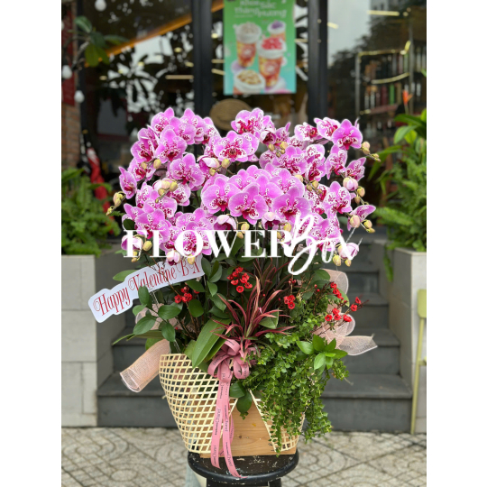 HD046 - Chậu hồ điệp 14 cành