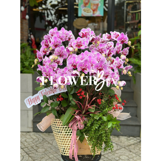 HD046 - Chậu hồ điệp 14 cành
