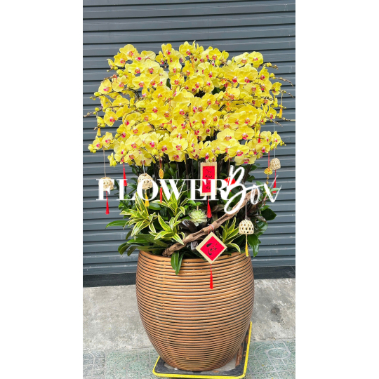 HD048 - Chậu hồ điệp 45 cành