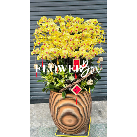HD048 - Chậu hồ điệp 45 cành