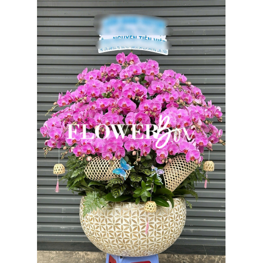 HD055 - Chậu Khảm Trai 43 cành
