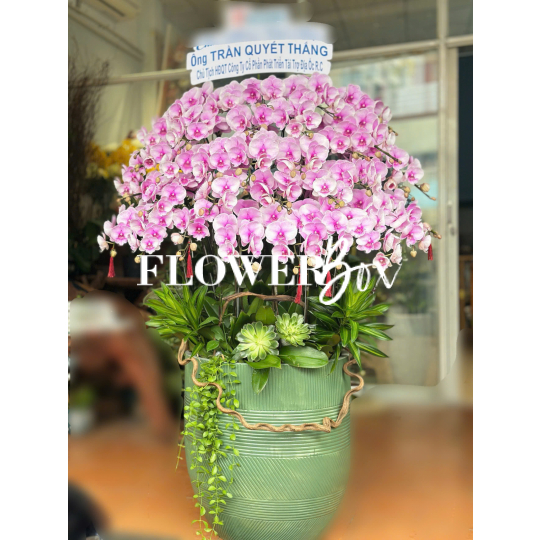 HD039 - Chậu hồ điệp 38 cành