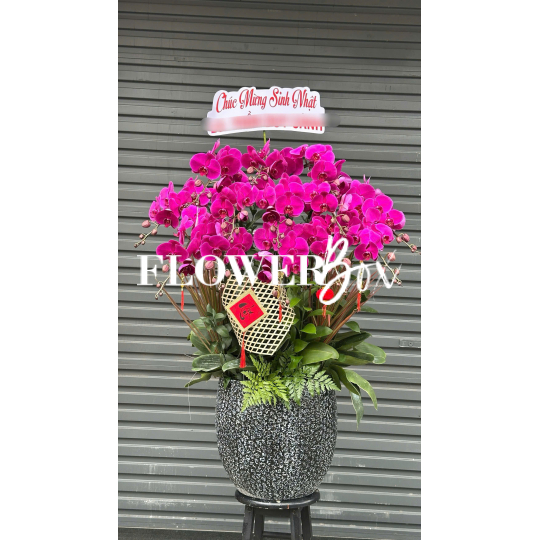 HD053 - Chậu hồ điệp 15 cành