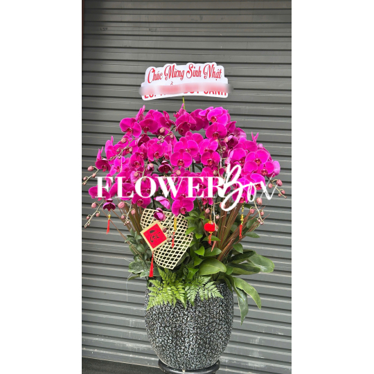 HD053 - Chậu hồ điệp 15 cành