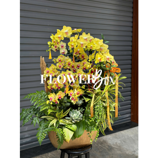 HD044 - Chậu HD tiểu cảnh